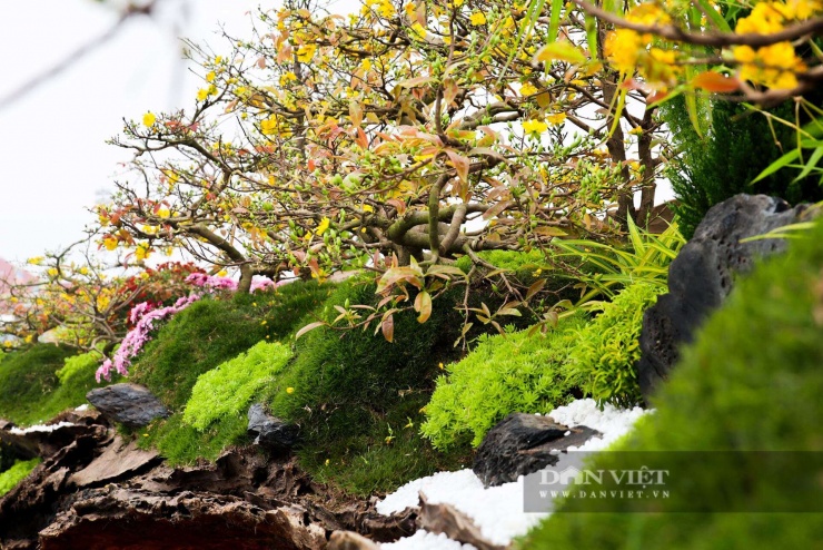 Giới chơi cây cảnh nhận định, Tết Bính Ngọ 2026, xu hướng lựa chọn những tác phẩm cây cảnh mang tính nghệ thuật cao, gắn với yếu tố phong thủy và giá trị văn hóa truyền thống ngày càng rõ nét. Không chỉ là thú chơi, hoa – cây cảnh Tết đang dần trở thành một thị trường đặc thù, nơi hội tụ của sáng tạo, tay nghề và cả những khoản đầu tư bạc tỷ.