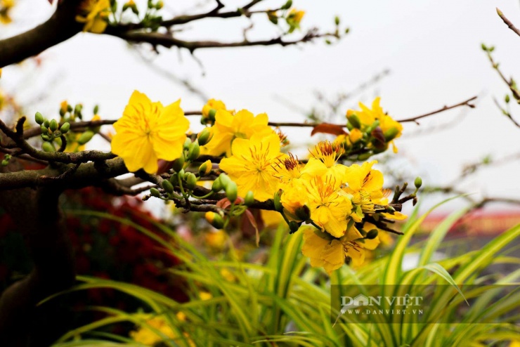 Hoa mai nở vàng rực.