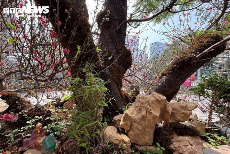 'Cụ' đào trăm năm tuổi, giá thuê 120 triệu đồng giữa phố Hà Nội