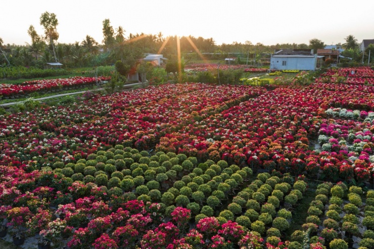 Nhìn từ trên cao làng quê yên bình như khoác lên tấm thảm đa sắc, xứng danh “vương quốc hoa giấy” của miền Tây. Cả tuyến đường dài gần 2 km được phủ kín bởi hàng vạn chậu hoa giấy nhiều màu sắc.