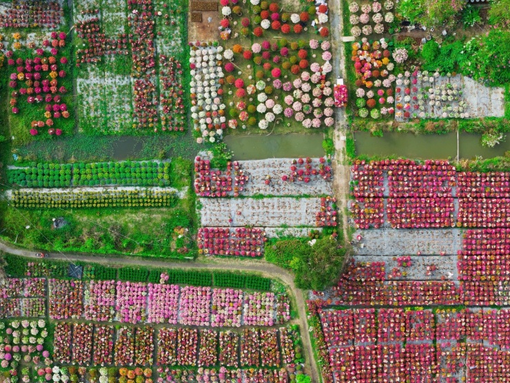 Cánh đồng hoa giấy gây choáng ngợp như phim trường - 3