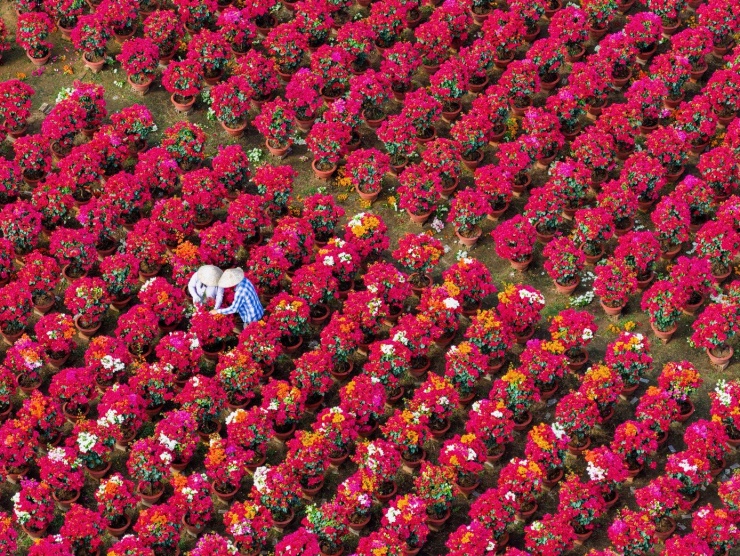 Hàng vạn chậu hoa giấy được xếp thành hàng thẳng tắp, chạy dài ngút ngàn, biến vùng quê yên bình thành một "biển màu" sống động chờ ngày xuất bến. Theo người dân địa phương, nghề trồng hoa giấy tại Phú Sơn đã hình thành hơn 20 năm, nhưng chỉ thực sự phát triển mạnh trong khoảng 5-7 năm gần đây.