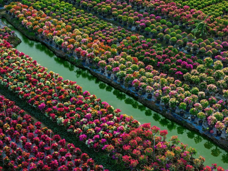 Thời điểm cận Tết, hoa nở đồng loạt, tạo nên khung cảnh rực rỡ, nổi bật giữa không khí xuân đang lan tỏa khắp vùng sông nước.