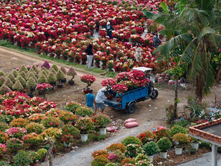Cánh đồng hoa giấy gây choáng ngợp như phim trường - 7