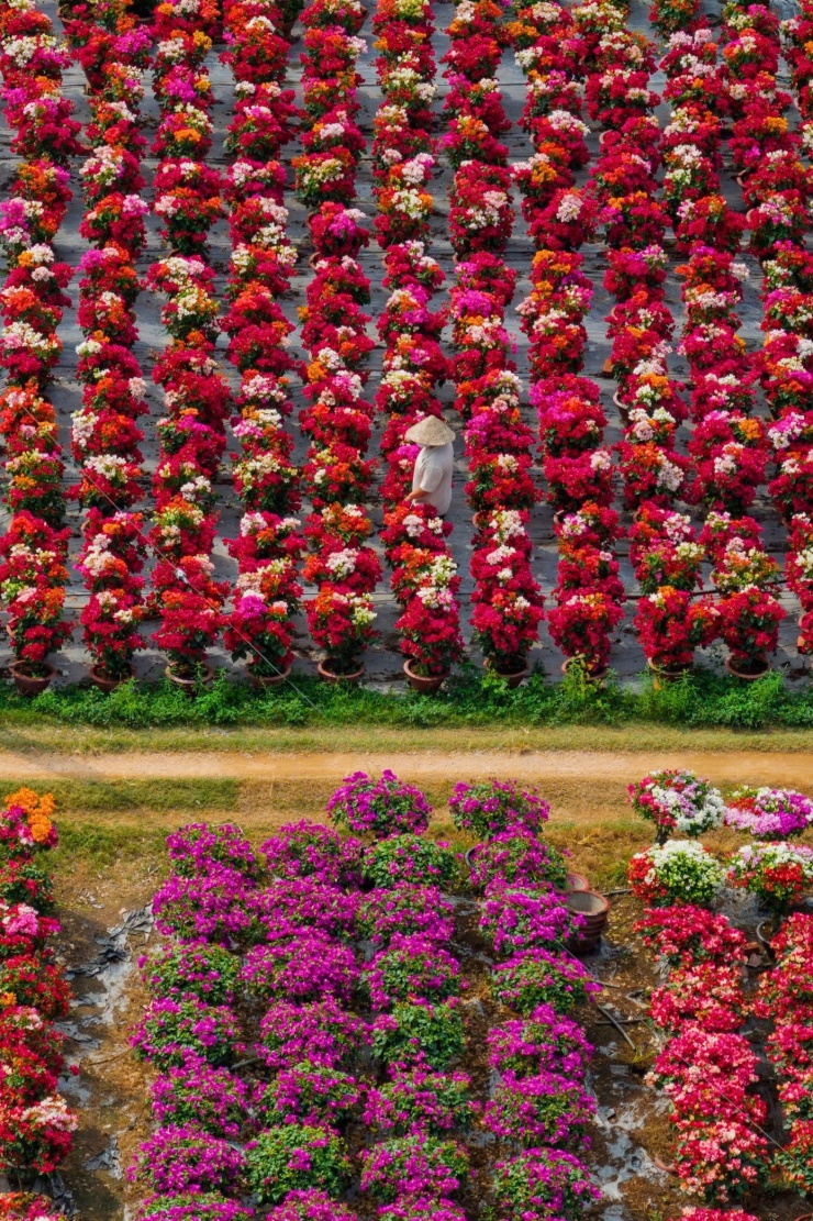 Trong bối cảnh nhiều địa phương miền Tây tổ chức các hoạt động phục vụ Tết và kích cầu du lịch nội vùng, hoa giấy ở Phú Sơn tiếp tục là điểm nhấn đặc trưng, góp phần tạo nên không gian đón xuân gần gũi, mộc mạc và mang đậm dấu ấn địa phương.