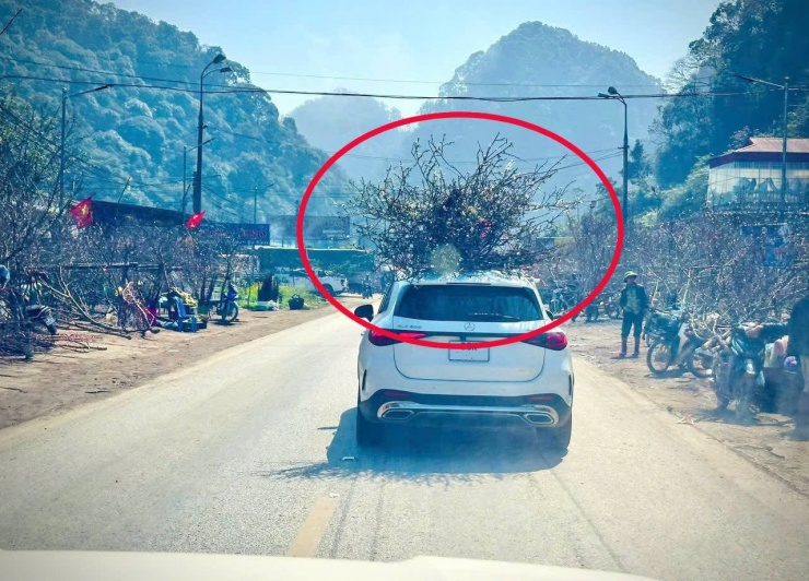 Không ít tài xế chở cả "vườn đào" trên nóc xe từ vùng núi về thành phố để chơi Tết. Ảnh: Otofun