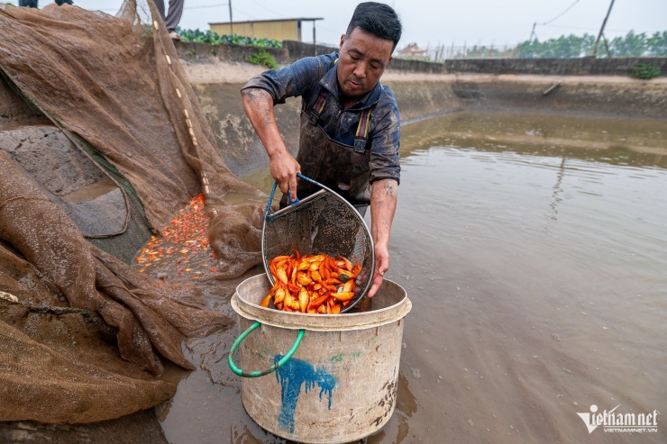 Làng Thủy Trầm từ lâu đã được biết đến là một trong những "thủ phủ" nuôi cá chép đỏ lớn nhất miền Bắc, có lịch sử hình thành và phát triển hơn 60 năm (từ những năm 1960). Trải qua thời gian, từ quy mô nhỏ lẻ ban đầu, nghề nuôi cá chép đỏ ngày càng phát triển, trở thành nghề truyền thống gắn bó mật thiết với đời sống và sinh kế của người dân.