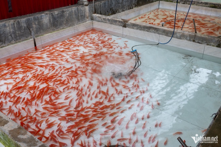 Sau khi vớt từ ao lên, cá chép đỏ được đưa vào bể xi măng, sục oxy và thay nước liên tục, giúp cá tăng độ dẻo dai, thích nghi với môi trường mới và sẵn sàng vận chuyển đi xa hàng trăm km phục vụ người dân tại các tỉnh thành trong cả nước.&nbsp;