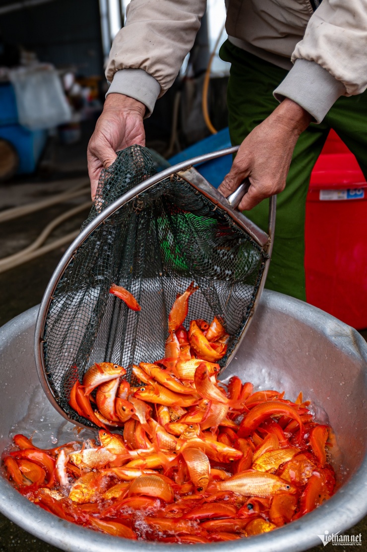 Cá giống thường được thả nuôi từ khoảng tháng 6 Âm lịch, trải qua nhiều tháng chăm sóc mới đạt kích cỡ tương đương ba ngón tay để xuất bán. Khi đến tay người tiêu dùng, cá có thân hình cân đối, sắc đỏ tươi hoặc ánh vàng, vây cứng, vảy óng và râu hai bên. Vì vậy cá chép đỏ Thủy Trầm luôn được thị trường đánh giá cao.