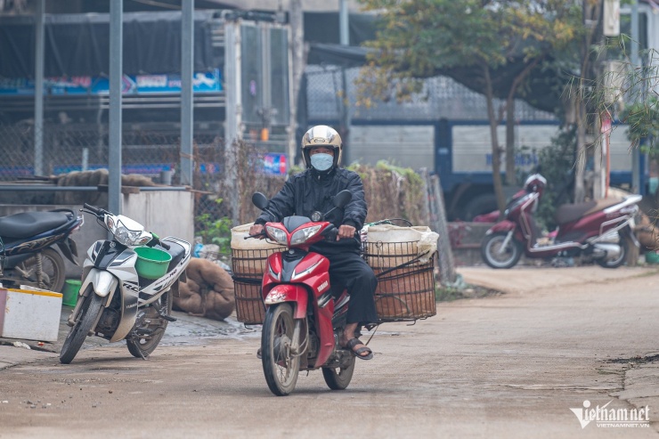 Cá sau khi thu hoạch được vận chuyển đi khắp các tỉnh thành để phục vụ nhu cầu của người dân.