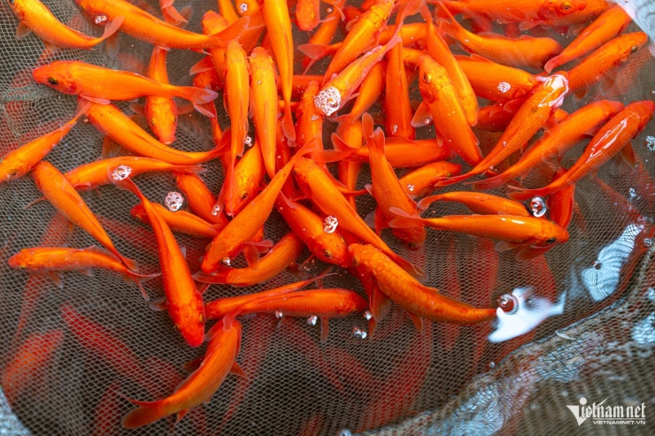 Cá chép đỏ Thủy Trầm có dáng thon, sắc đỏ hoặc đỏ ánh vàng nổi bật, kèm đôi râu đặc trưng, nhìn chung vẻ ngoài bắt mắt, chất lượng và giá cả hợp lý.