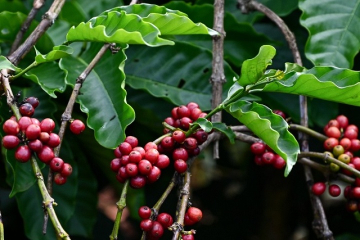 Việt Nam bán một loại hạt thu về gần 1 tỷ USD ngay tháng đầu năm