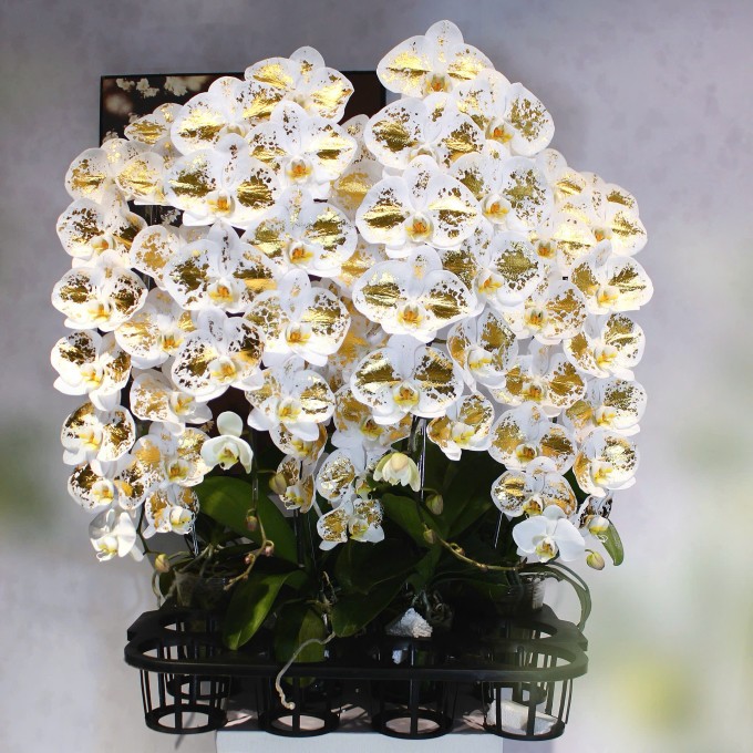 Lan công chúa cao cấp chưa lên chậu. Ảnh: Võ Văn Còn