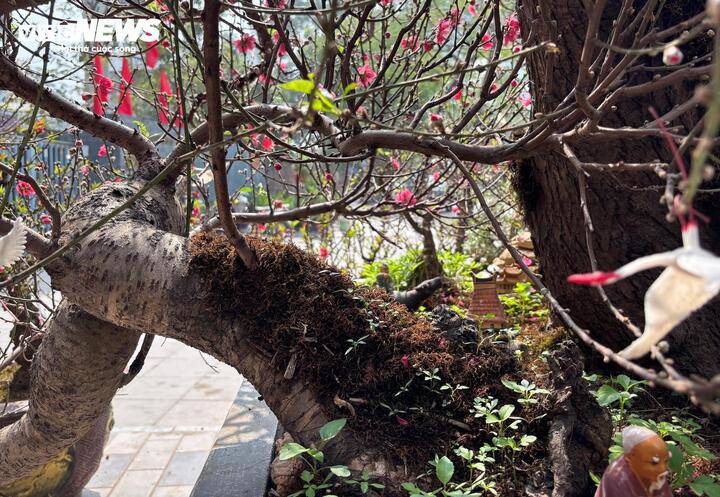 Nhìn ở góc nghiêng, gốc đào lộ rõ hệ rễ nổi uốn lượn vững chãi. "Những gốc đào có tuổi đời trăm năm như thế này rất hiếm, hầu hết đã có chủ từ trước cả tháng", anh Công - chủ vườn đào nổi tiếng Phú Thượng - nhận xét.