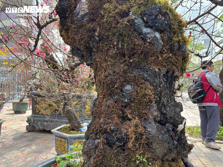 Rêu và nốt sần trên thân cây thể hiện rõ dấu ấn thời gian.