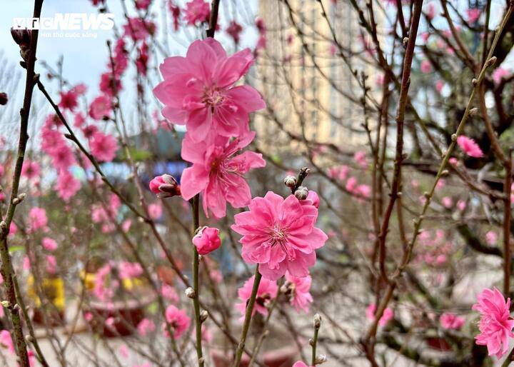 Hoa đào nở rộ khiến cả tán cây phủ kín sắc hồng thẫm ấn tượng, nổi bật.