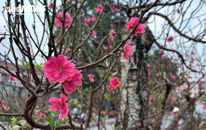 'Cụ' đào trăm năm tuổi, giá thuê 120 triệu đồng giữa phố Hà Nội - 9