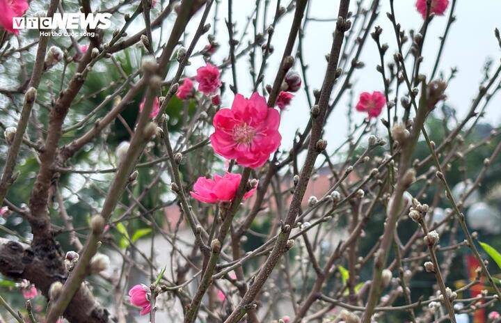 Ở chợ hoa này cũng đang bày bán những cây đào thân nhỏ hơn, cao khoảng 3m, với giá cho thuê dao động 5 - 10 triệu đồng.