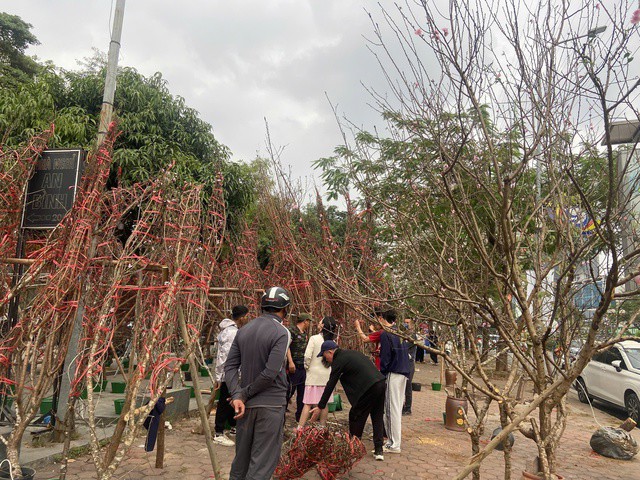 Hiện nay, đặc biệt là thời điểm buổi trưa hoặc cuối ngày, khách đến chọn mua đào khá đông.