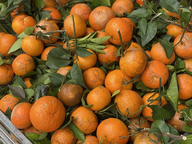 Theo nhiều tiểu thương, khách càng mua quýt sim số lượng lớn sẽ càng nhận được giá ưu đãi.