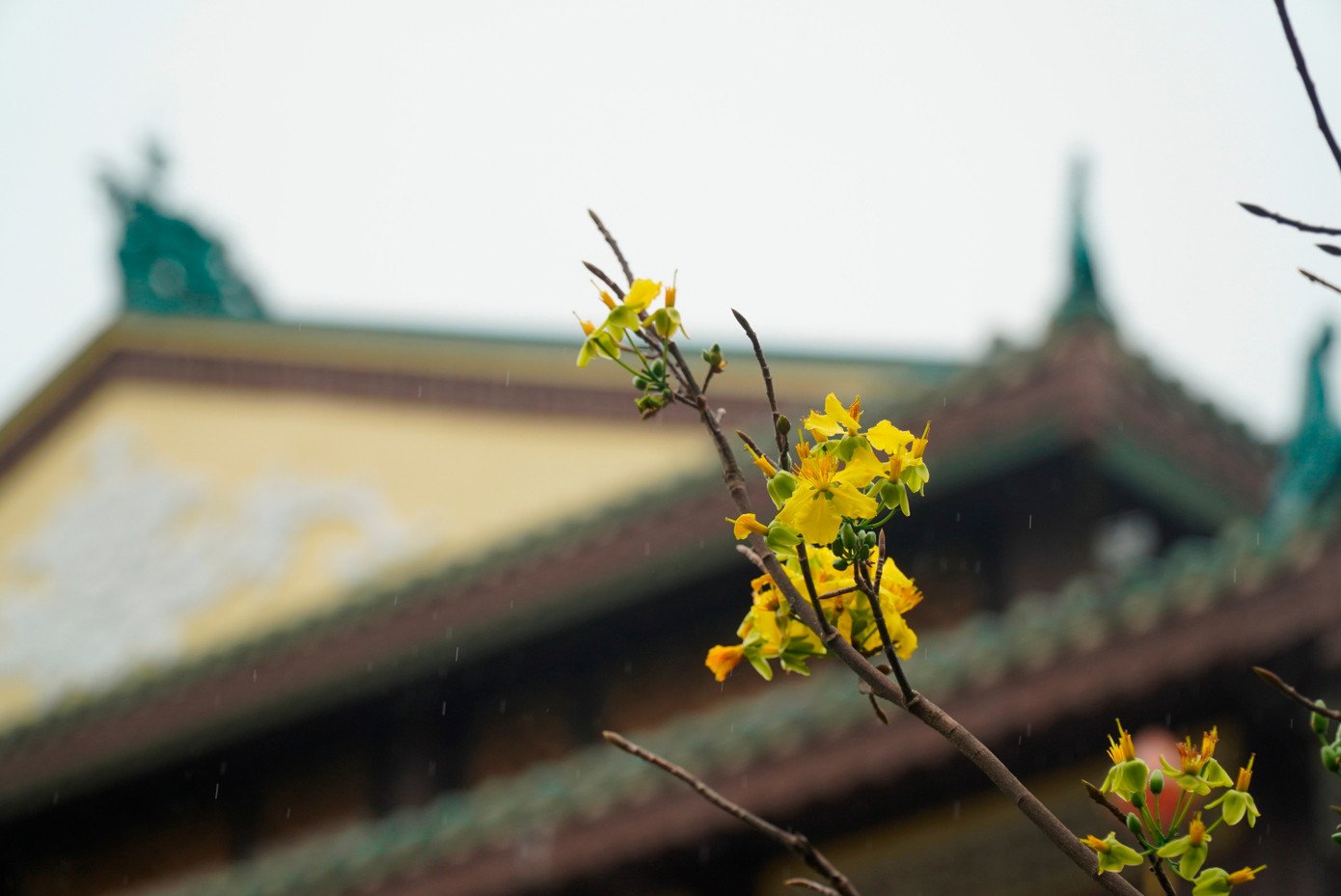 Cách đây 5 năm, vào mùa Xuân 2021, Chủ tịch UBND tỉnh Thừa Thiên - Huế lúc bấy giờ là ông Phan Ngọc Thọ (nay là TP. Huế) đã kêu gọi và phát động phong trào “Mai vàng trước ngõ”. Phong trào nhằm vận động các hộ gia đình, cơ quan, doanh nghiệp trồng mai vàng trước nhà, trong sân vườn để tô điểm cảnh quan, góp phần hiện thực hóa đề án xây dựng “Huế - xứ sở mai vàng” và mô hình “Huế - thành phố bốn mùa hoa”.