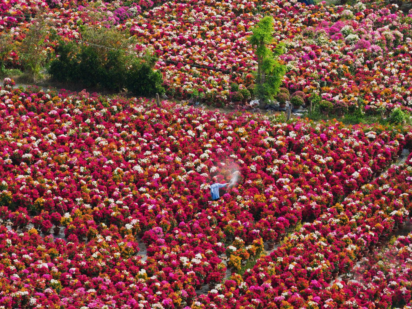 Hoa giấy được trồng tại đây có nhiều chủng loại, màu sắc như đỏ, hồng, tím, cam, trắng, với các dáng bonsai, dáng thế uốn nghệ thuật hoặc cây tán lớn.