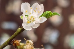 Tết hai miền qua những khoảnh khắc quen thuộc