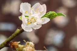 Tết hai miền qua những khoảnh khắc quen thuộc