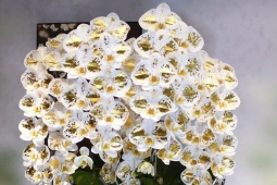 Lan công chúa dát vàng 24K giá vài triệu đồng một cành