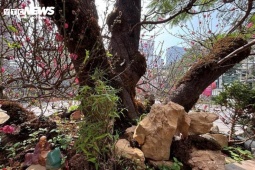 'Cụ' đào trăm năm tuổi, giá thuê 120 triệu đồng giữa phố Hà Nội