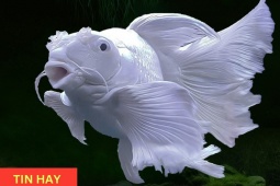 Tin tức sức khỏe - Loại cá “hóa rồng” trong truyền thuyết nay trở thành “bảo bối” bảo vệ phổi, giúp giảm ho cực tốt