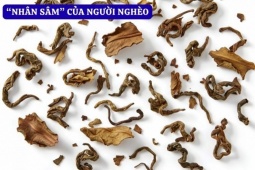 Tin tức sức khỏe - Bí ẩn loại lá được mệnh danh là ‘nhân sâm” của người nghèo bị đau khớp!