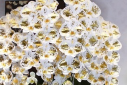 Lan công chúa dát vàng 24K giá vài triệu đồng một cành