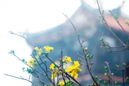 Hoàng mai hoa khoe sắc ở kinh đô Huế