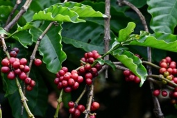 Việt Nam bán một loại hạt thu về gần 1 tỷ USD ngay tháng đầu năm