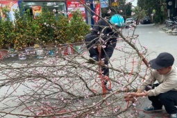 Khách hàng chịu chơi chi hơn 20 triệu đồng để săn đào rừng độc, lạ, dáng đẹp chơi Tết Bính ngọ 2026