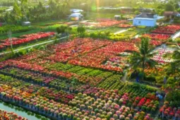 Cánh đồng hoa giấy gây choáng ngợp như phim trường