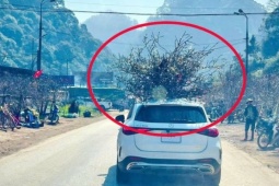 Chở đào Tết trên nóc ô tô: Cẩn thận kẻo mất an toàn và bị phạt nặng