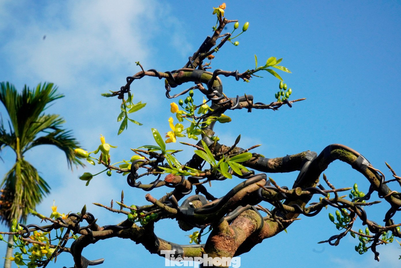 Theo dòng chảy thời gian, người Huế trồng mai không chỉ nhằm làm đẹp không gian sống mỗi dịp Tết đến, mà còn để làm phong phú đời sống tinh thần, thỏa mãn thú thưởng ngoạn vẻ đẹp thanh khiết của thiên nhiên, cỏ cây hoa lá.