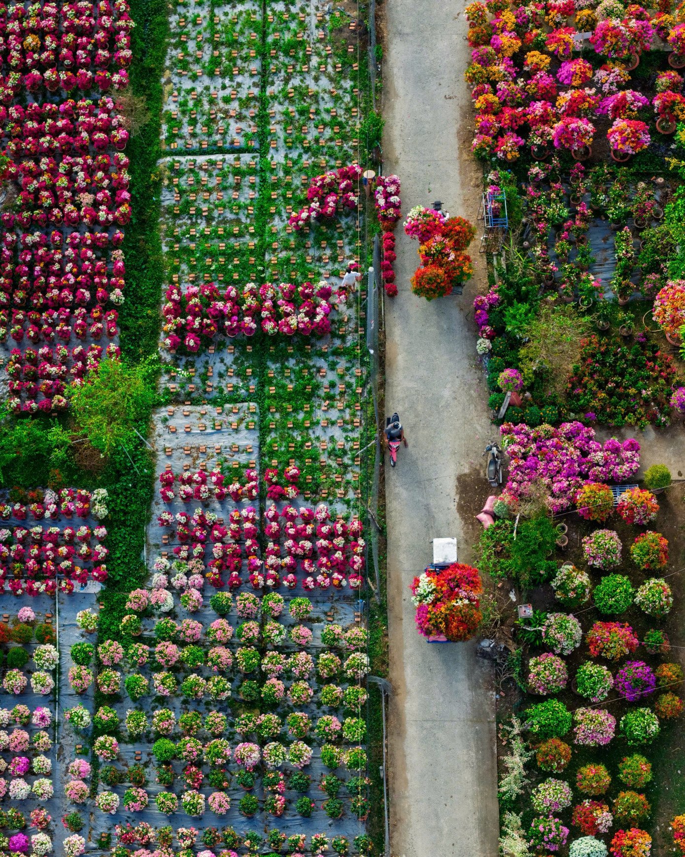 Theo người dân địa phương, dịp Tết là thời điểm tiêu thụ hoa kiểng lớn nhất trong năm. Việc đưa hoa ra trưng bày sớm không chỉ thuận tiện cho việc mua bán mà còn giúp quảng bá nghề trồng hoa truyền thống của Chợ Lách – địa phương được xem là một trong những vùng sản xuất hoa kiểng lớn của miền Tây Nam Bộ.