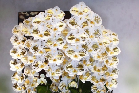 Lan công chúa dát vàng 24K giá vài triệu đồng một cành