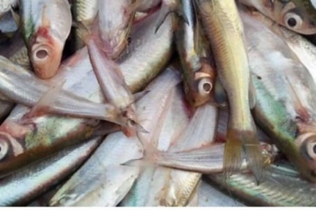 Săn lùng cá đặc sản mang tên một loại lá thôn quê