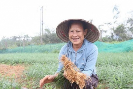 Thứ củ muối chua ăn tết này đang được bán tốt ở Hà Tĩnh, dân nhổ đến đâu thương lái khuân đi hết