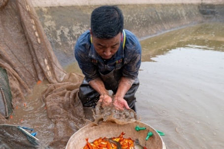 Cá chép đỏ vào mùa cao điểm, được dưỡng oxy trước hành trình hàng trăm km