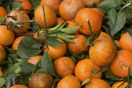 Quýt sim ‘xả’ đầy chợ, giá rẻ bèo chỉ hơn chục nghìn đồng/kg dịp cận Tết Nguyên đán