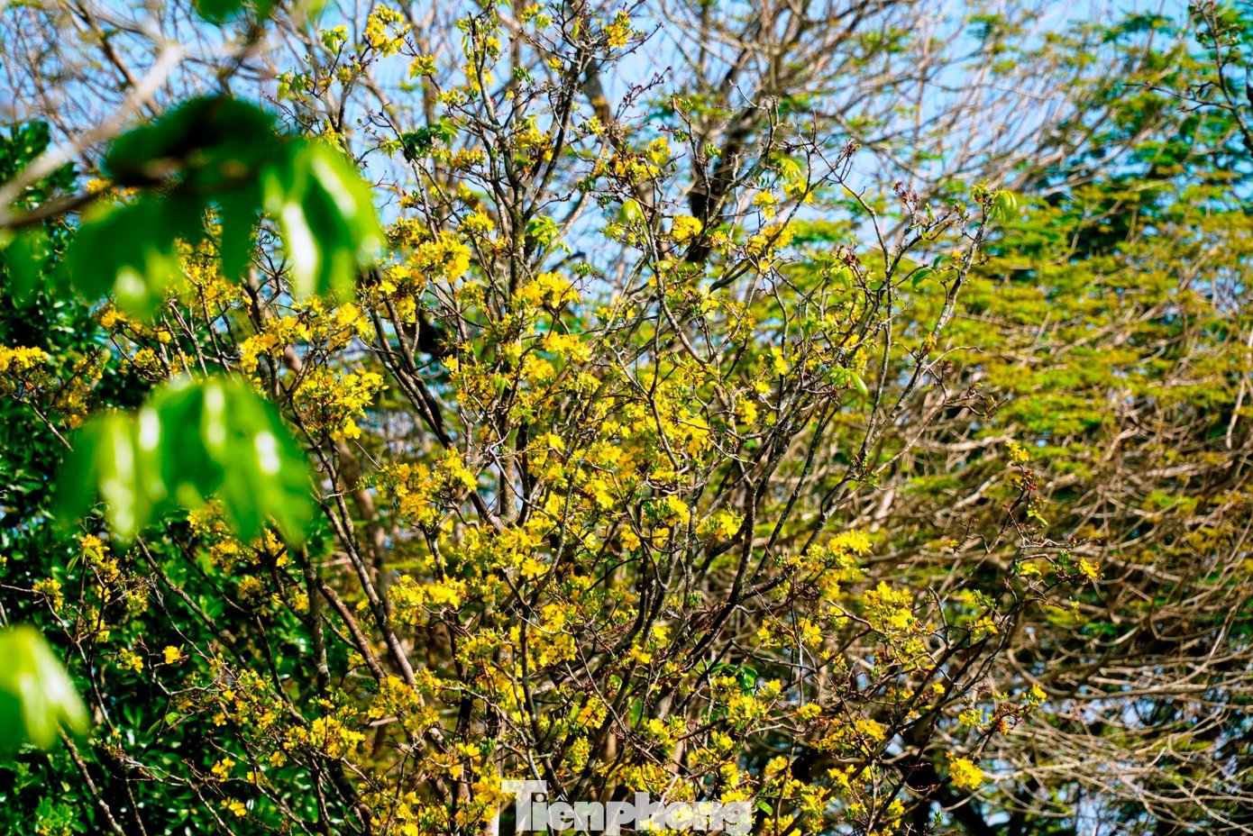 Hoàng mai tại đây được công nhân Trung tâm Công viên cây xanh Huế chăm sóc kỹ lưỡng, nên luôn tươi tốt, giàu sức sống. Mỗi dịp Tết đến, vườn hoàng mai trong Kinh thành Huế lại nở rộ, tạo nên một dấu ấn rất riêng cho mùa Xuân Cố đô.