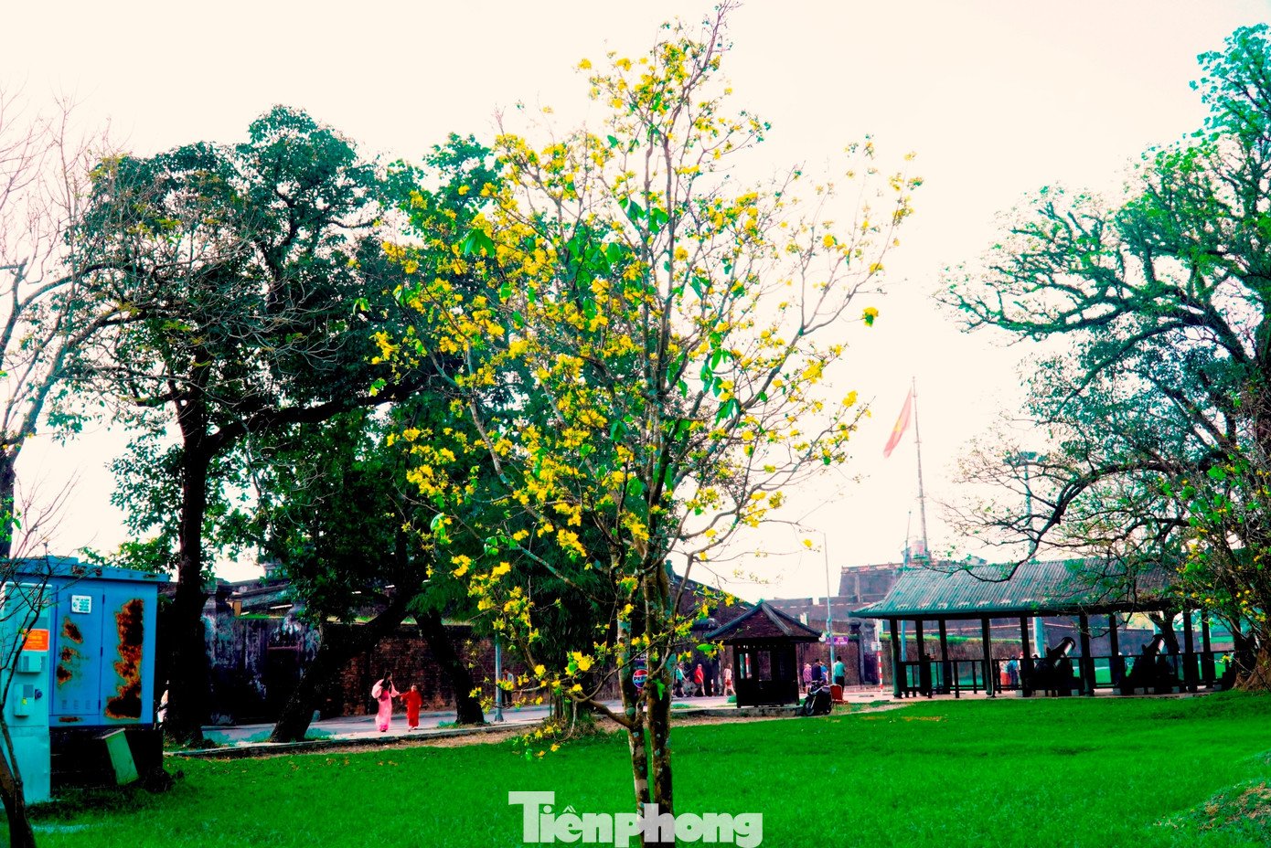 Với người Huế, hoàng mai không chỉ là loài hoa của ngày Tết, mà còn là biểu tượng văn hóa gắn bó lâu đời với vùng đất kinh kỳ. Mỗi độ xuân về, sắc vàng hoàng mai rực rỡ cùng hương thơm thanh khiết lan tỏa, khiến Huế trở thành một điểm đến du lịch đặc biệt, giàu bản sắc trong những ngày đầu năm mới.