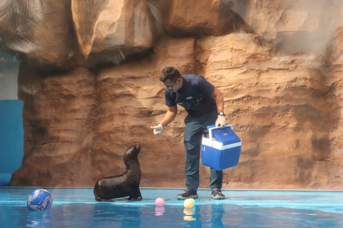 Hải Cẩu thu hút sự quan tâm của du khách khi tham quan Thủy cung