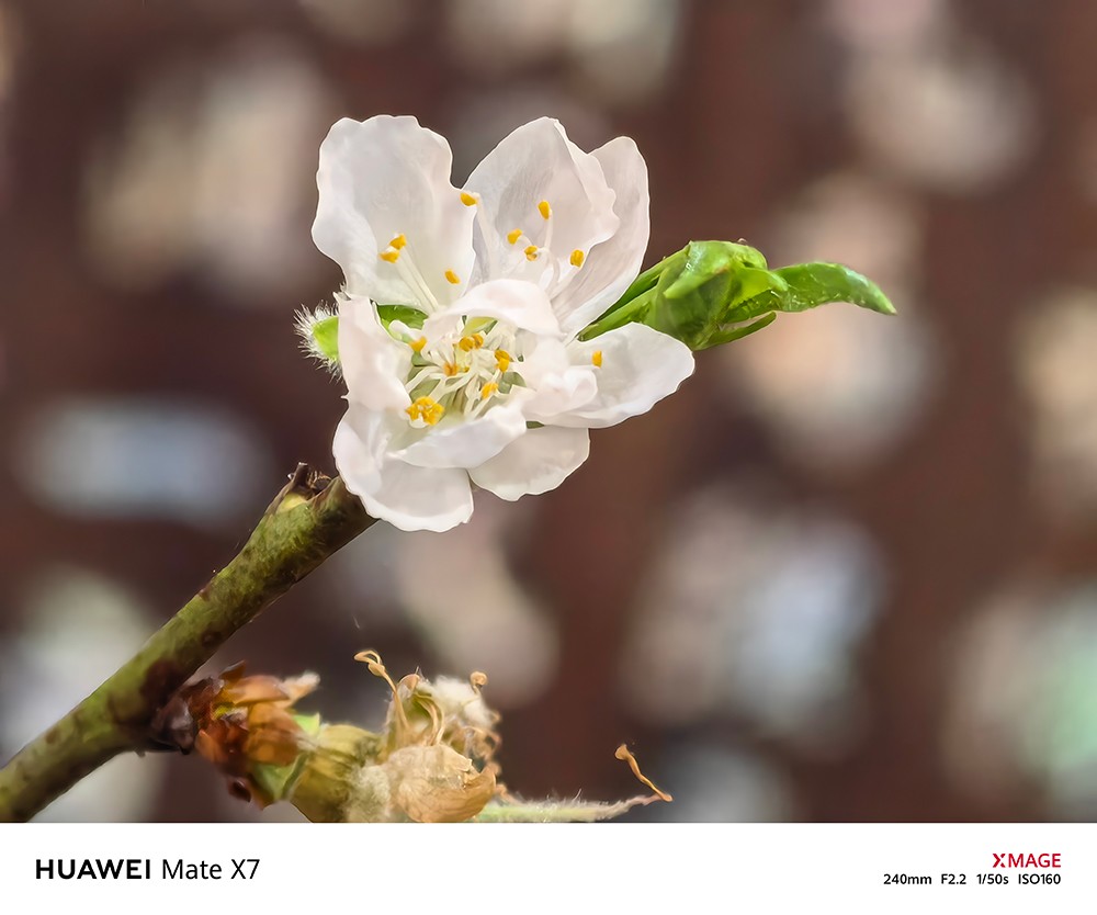 Với khả năng chụp cận cảnh ở độ phân giải cao, Mate X7 cho phép ghi lại cả những chi tiết rất nhỏ. Hình ảnh: Trần Phong