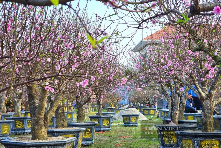 Thời điểm này, thị trường hoa, cây cảnh phục vụ Tết Nguyên đán đang trở nên nhộn nhịp. Dọc các tuyến đường chính ở phường Vinh Phú, tỉnh Nghệ An rực sắc màu với đủ lại hoa, cây cảnh độc lạ. Ảnh: N.T